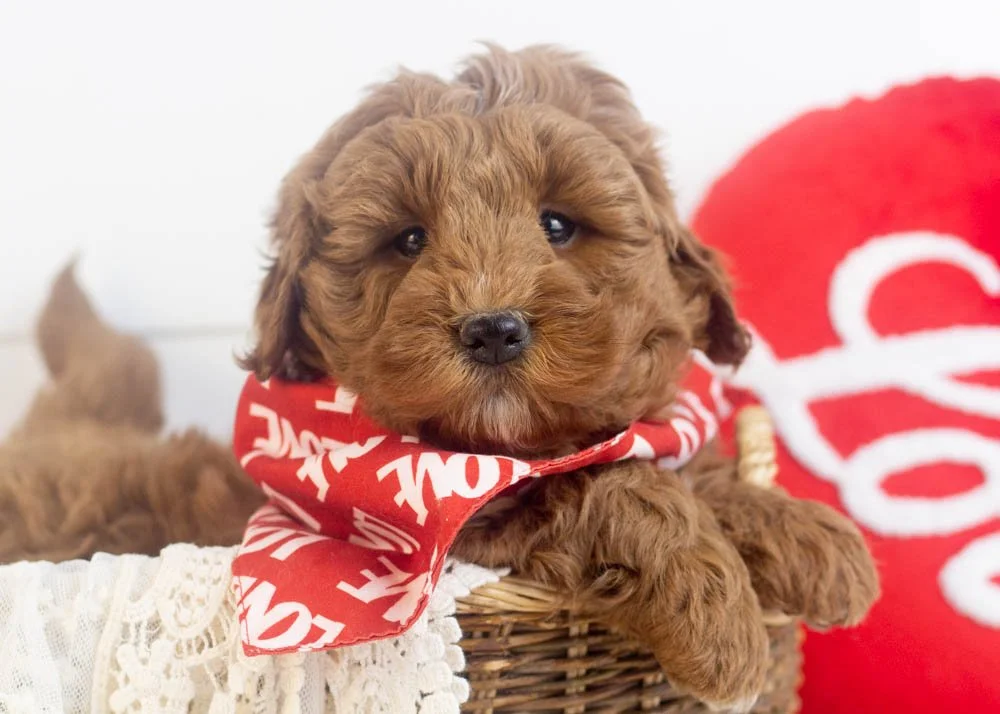 Brody goldendoodle for sale(2).jpg
