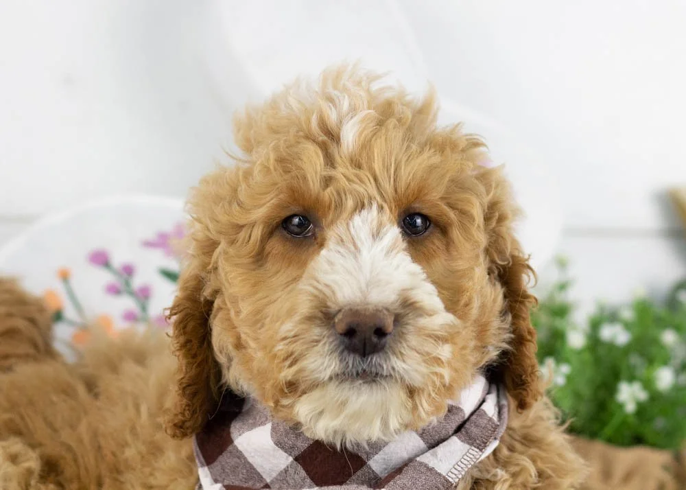 goldendoodle for sale