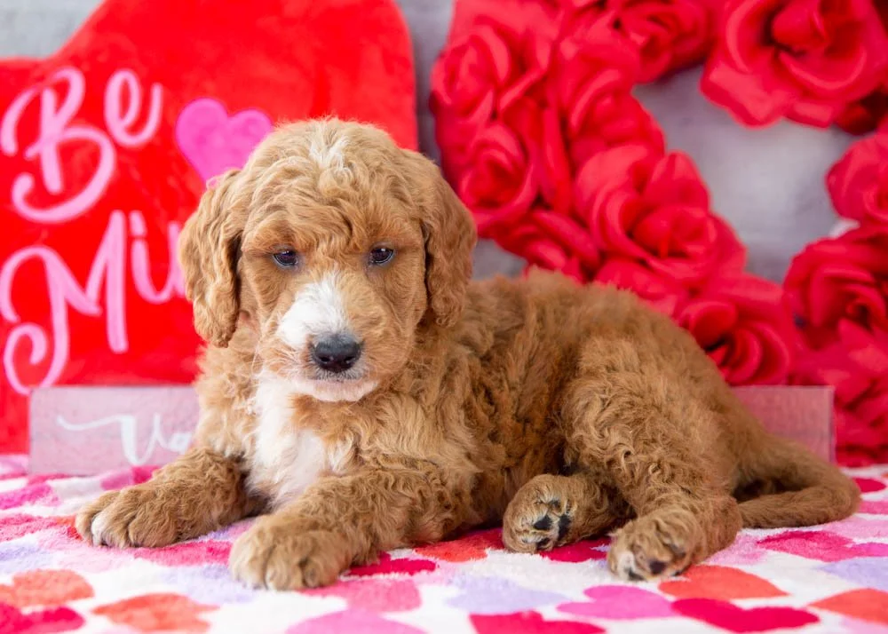 Larry goldendoodle for sale(3).jpg