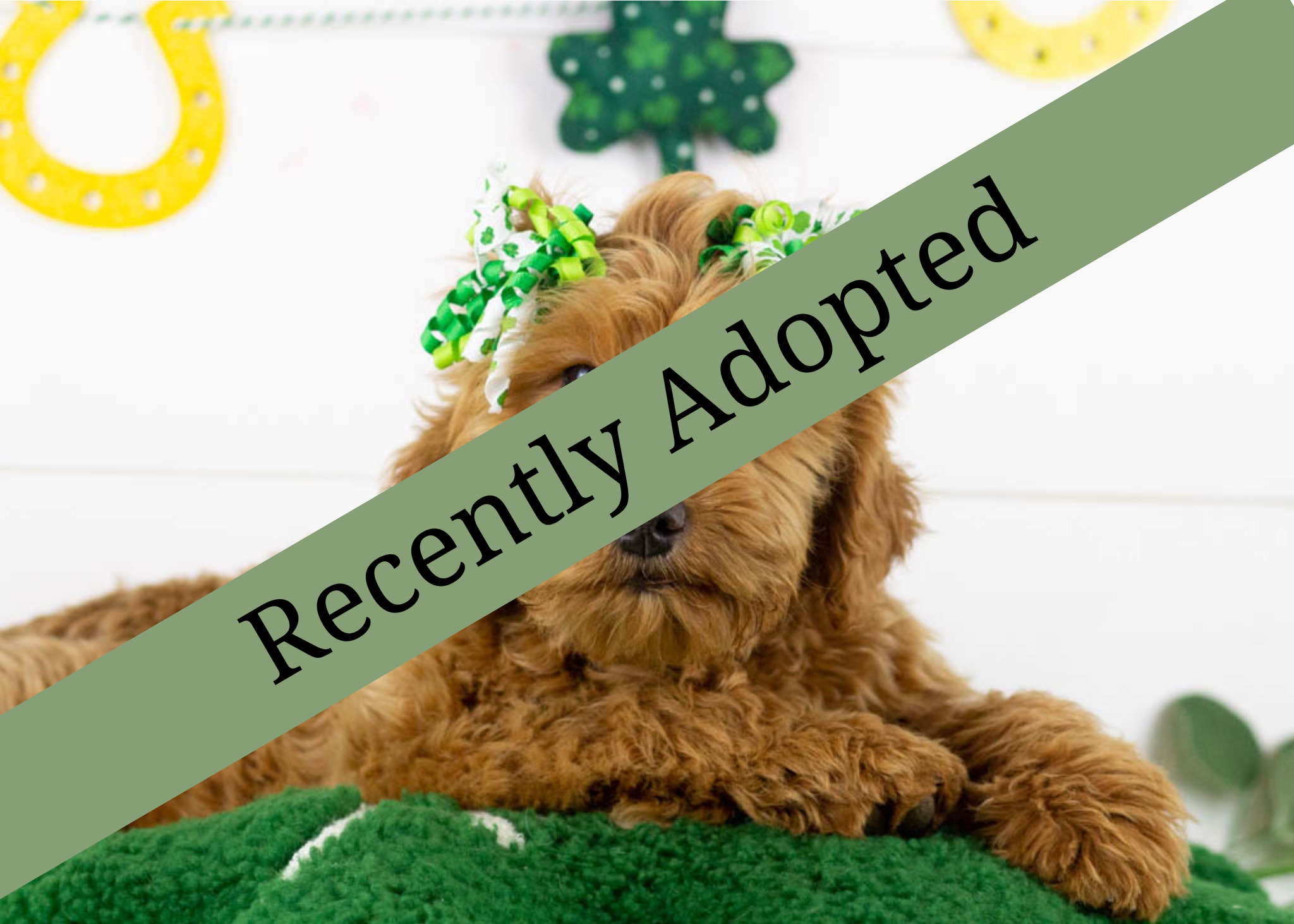 goldendoodle for sale