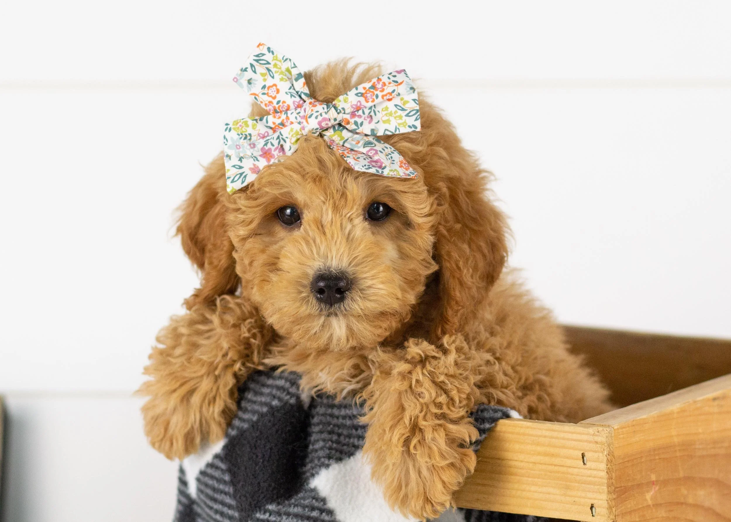 Bella goldendoodle for sale.jpg