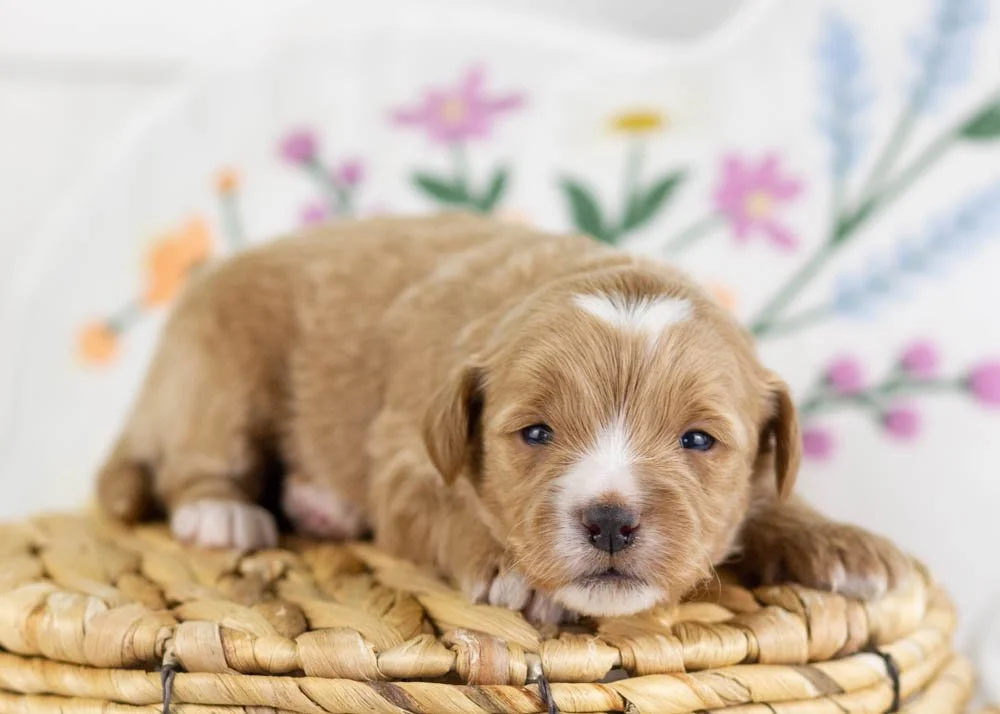 goldendoodle for sale
