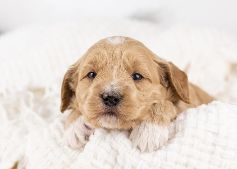 Nessa goldendoodle for sale.jpg
