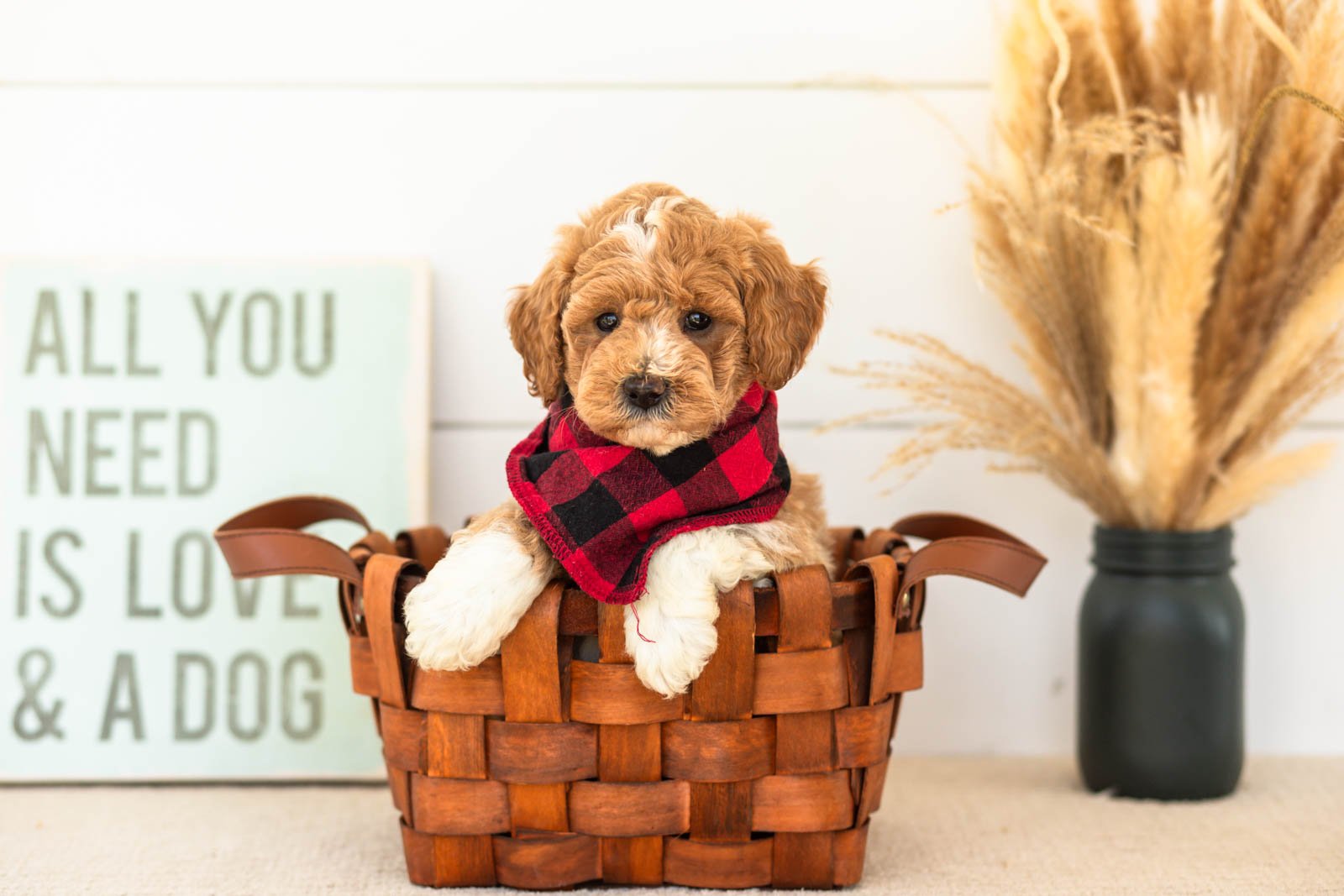 Felix goldendoodle for sale.jpg