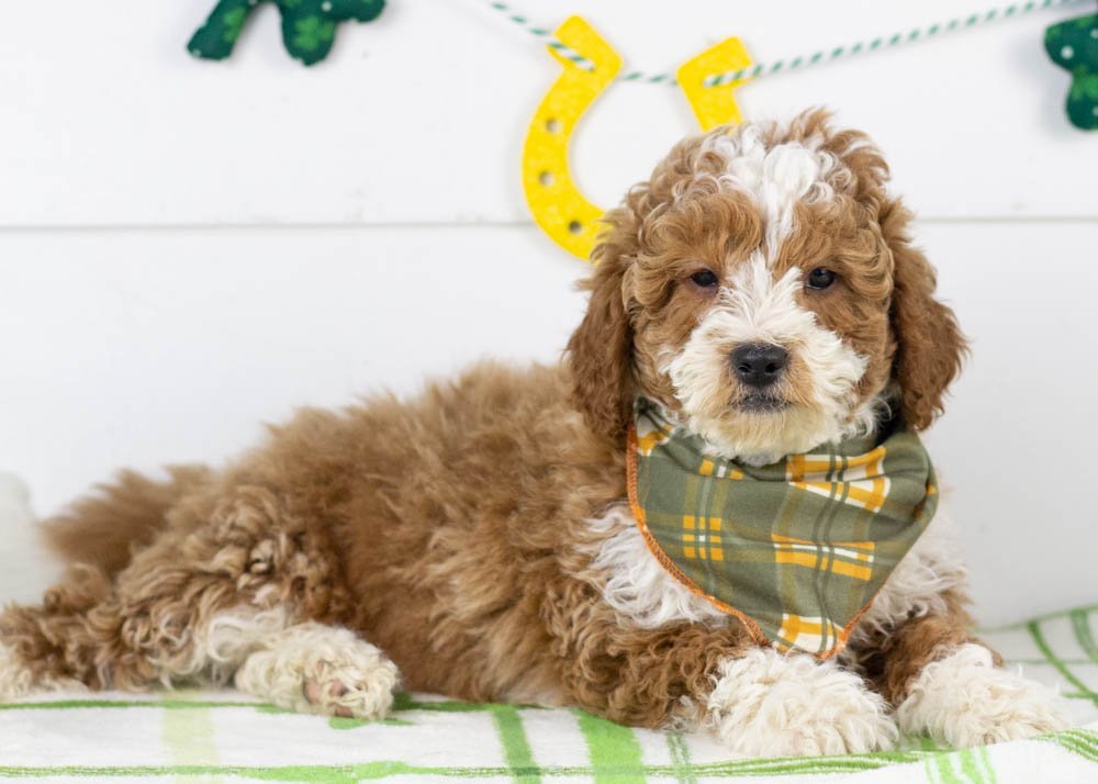 Buzz goldendoodle for sale(3).jpg