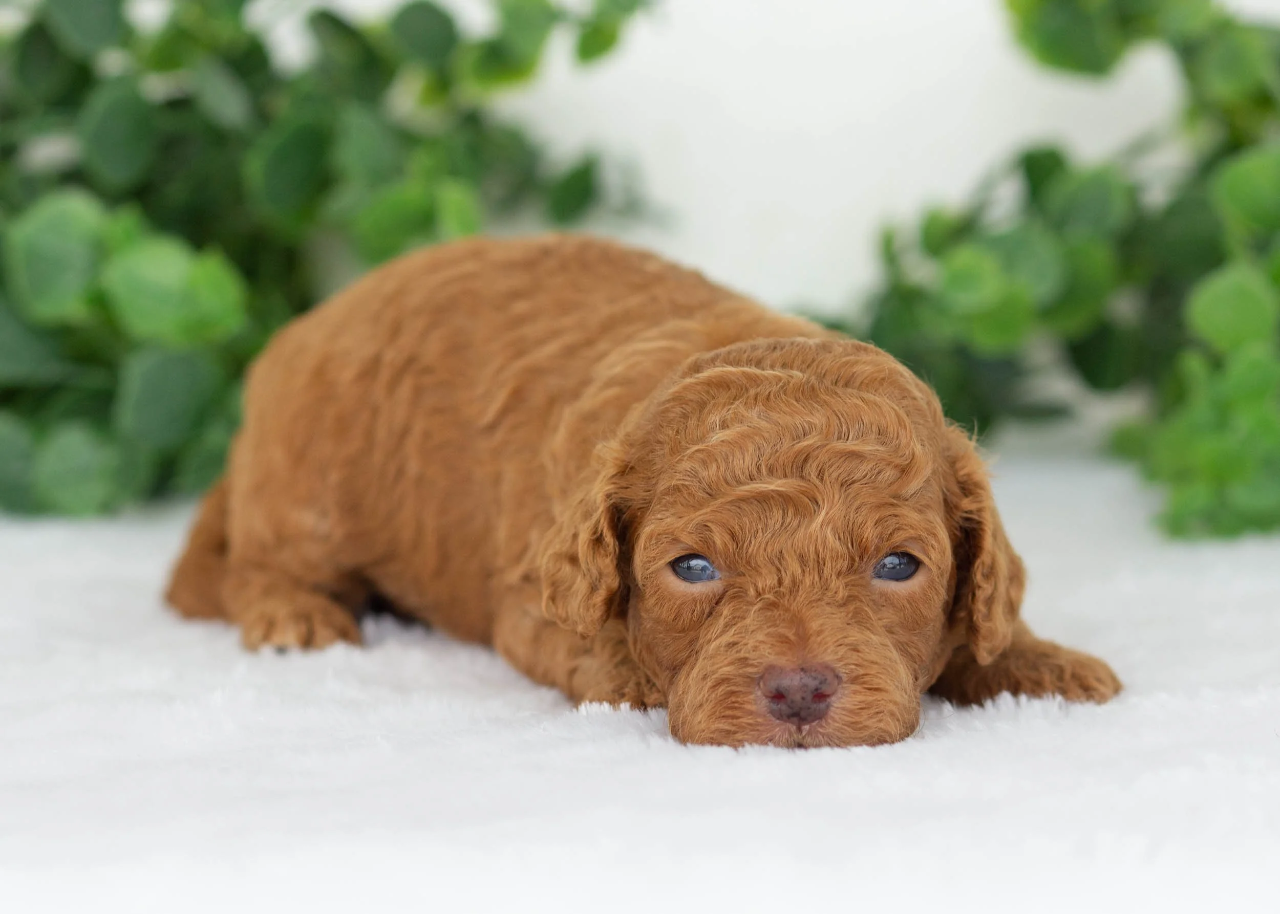 Edward Goldendoodles for sale.jpg