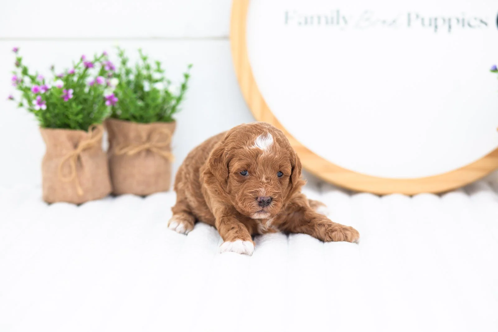 chewie godlendoodle for sale(3).jpg