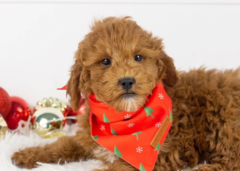 goldendoodle for sale