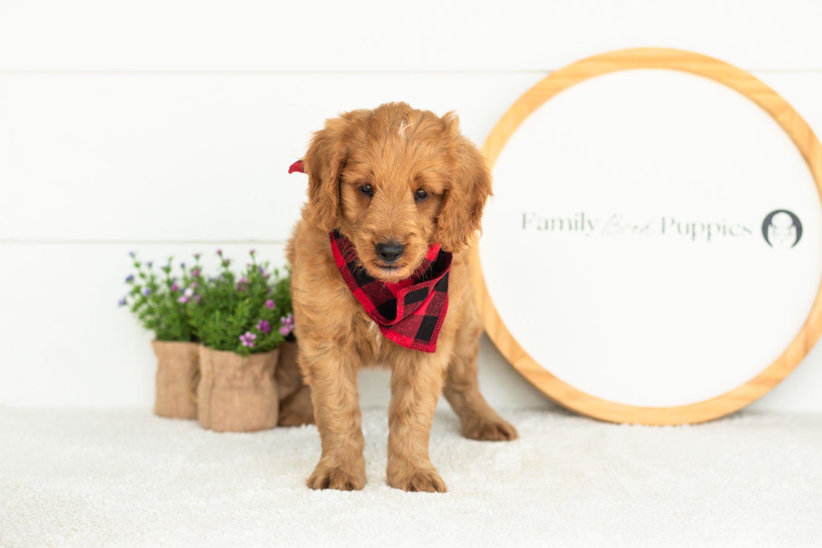 Phil goldendoodle for sale(2).jpg