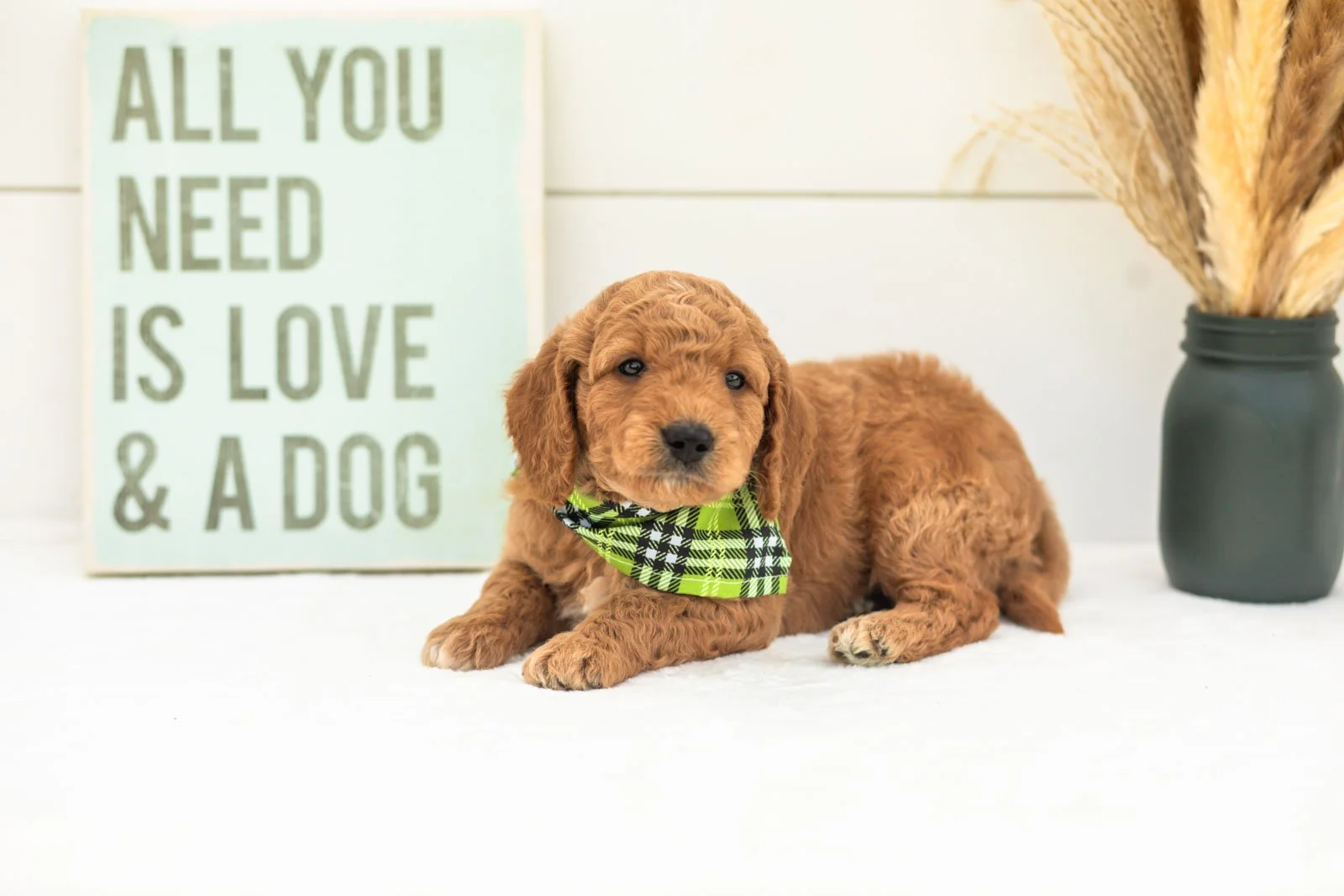 Matcha goldendoodle for sale(4).jpg