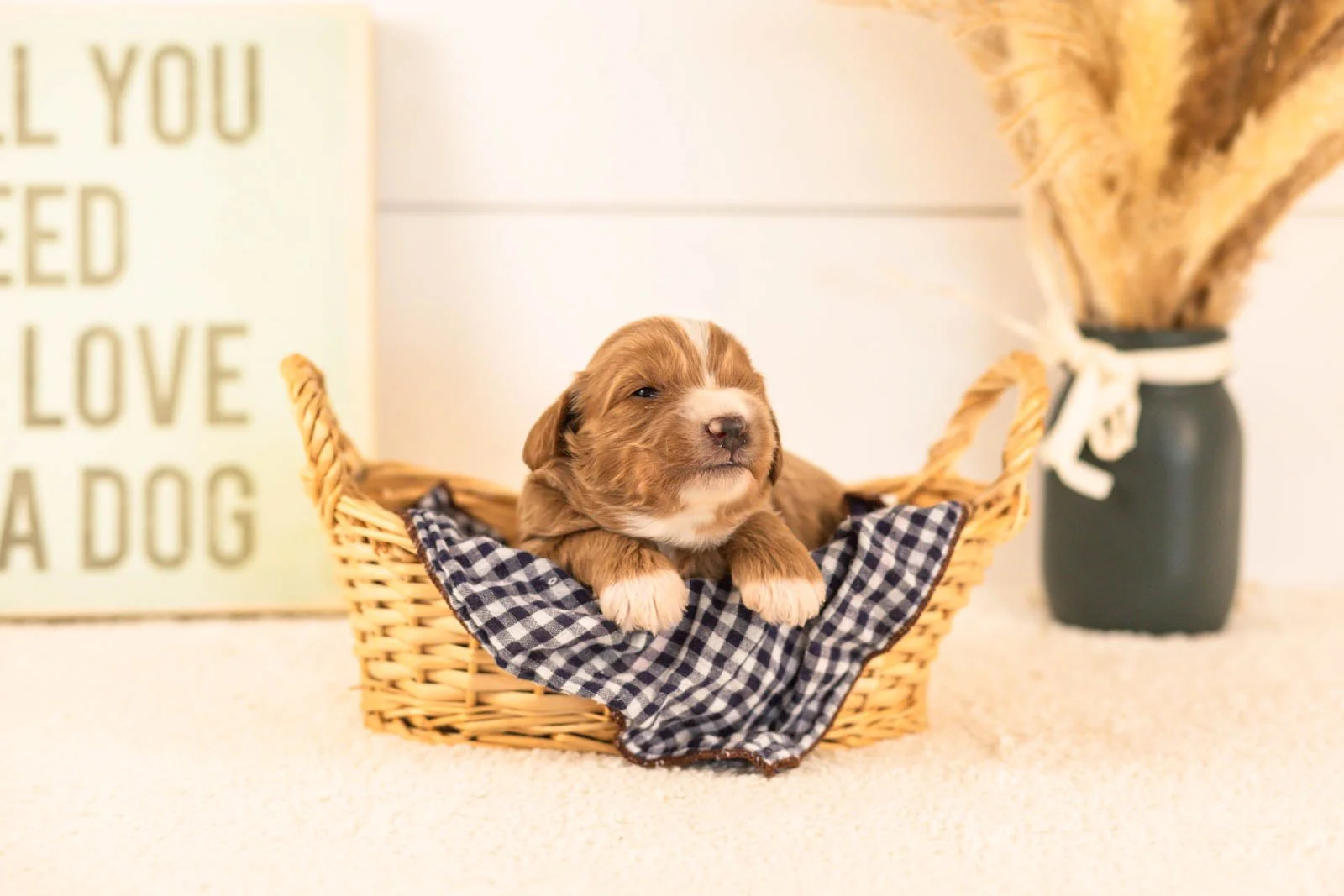 westley goldendoodle for sale(4).jpg