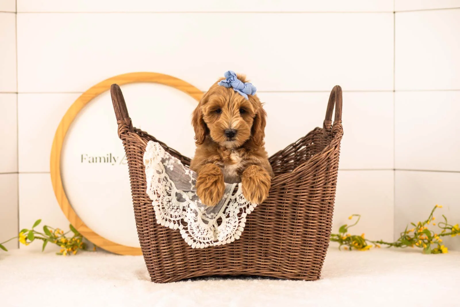 Rain Goldendoodle for sale(4).jpg
