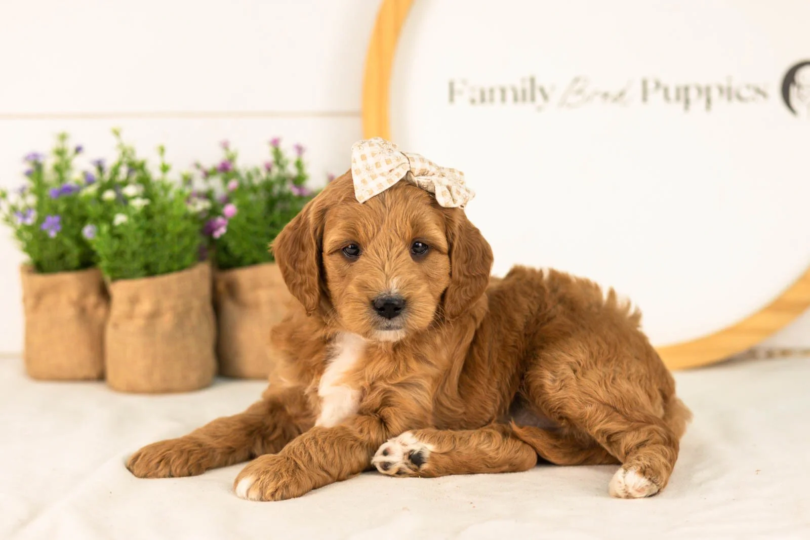 Stormy goldendoodle for sale(1).jpg