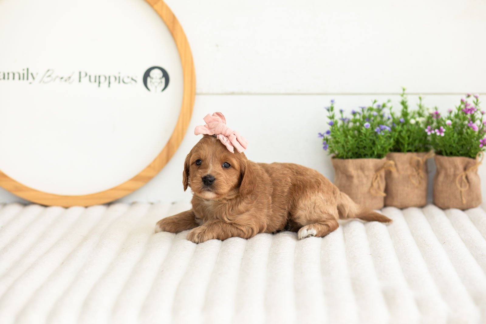 lani goldendoodle for sale.jpg