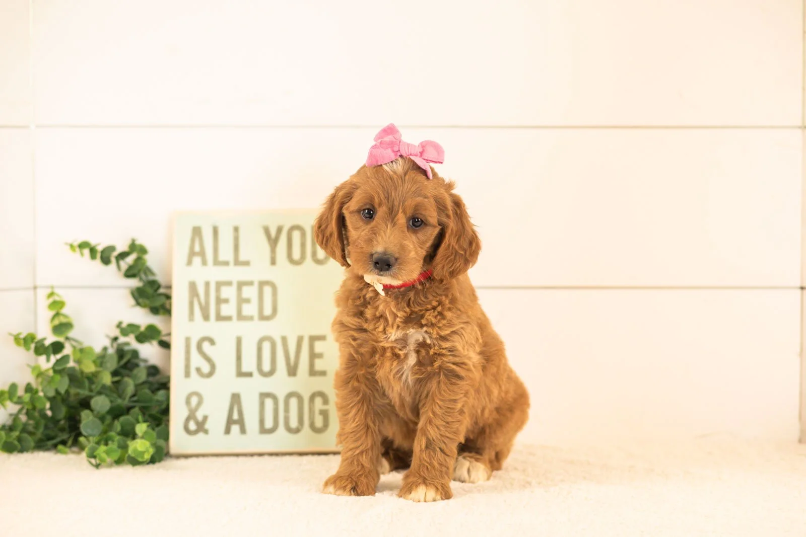 Ophelia goldendoodle for sale(2).jpg