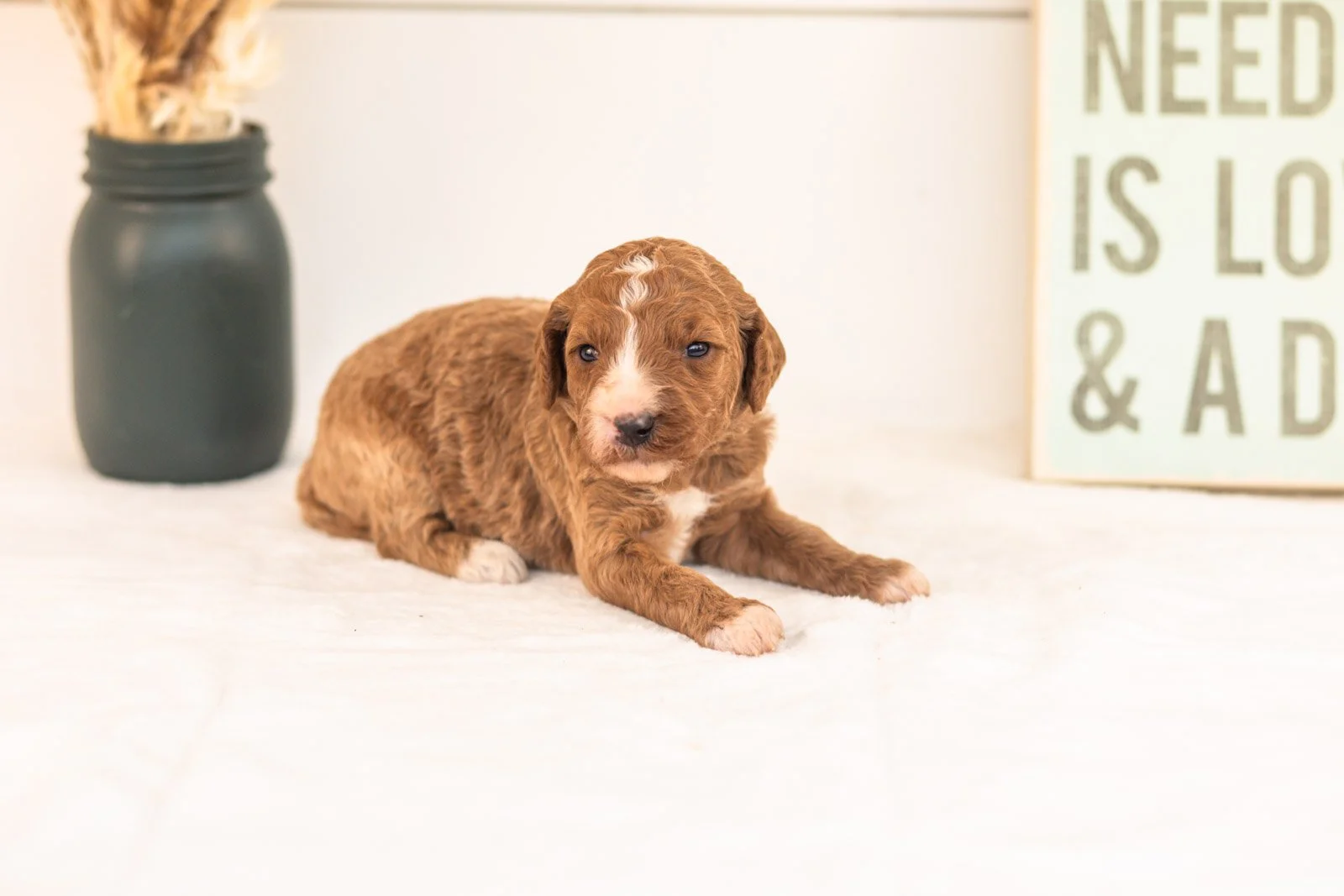 Kanga goldendoodle for sale(4).jpg