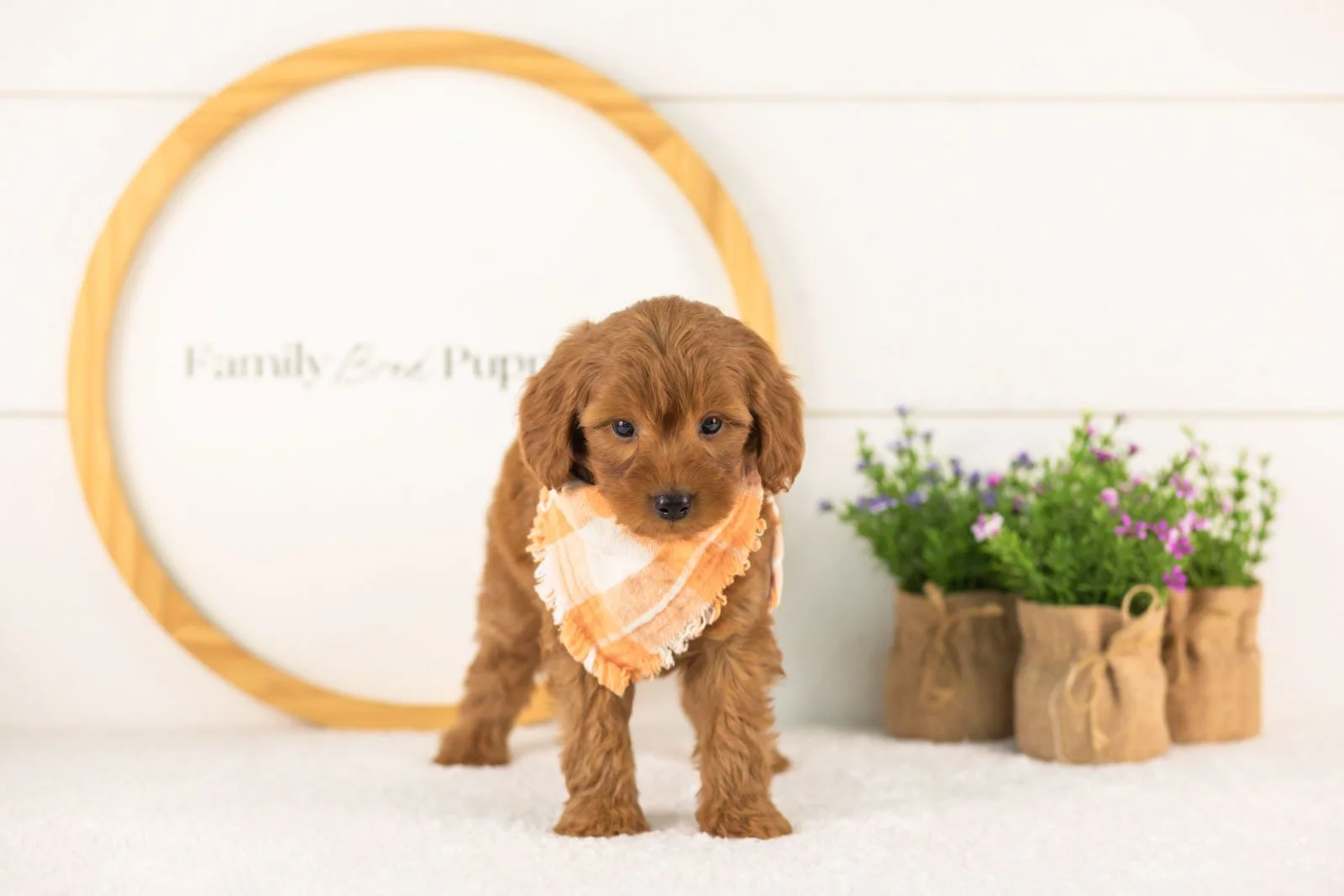 Lance goldendoodle for sale(2).jpg