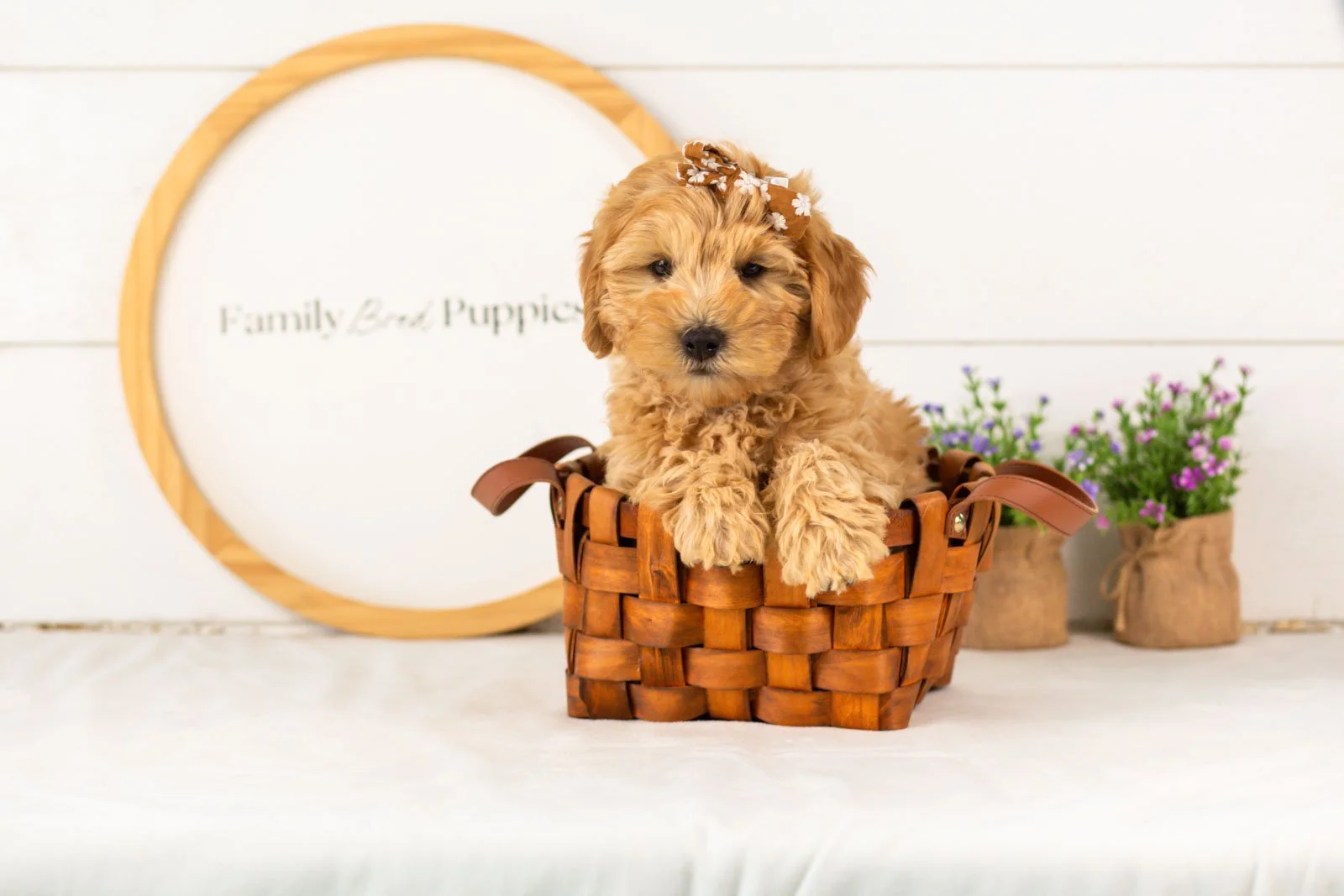 Edith goldendoodle for sale(4).jpg