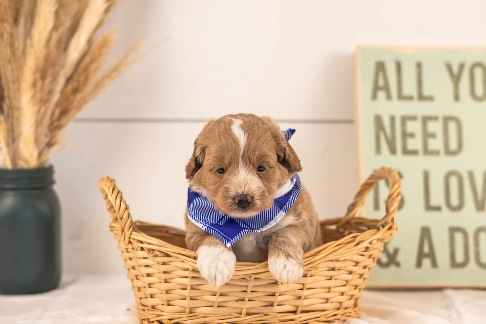 Agape goldendoodle for sale(1).jpg