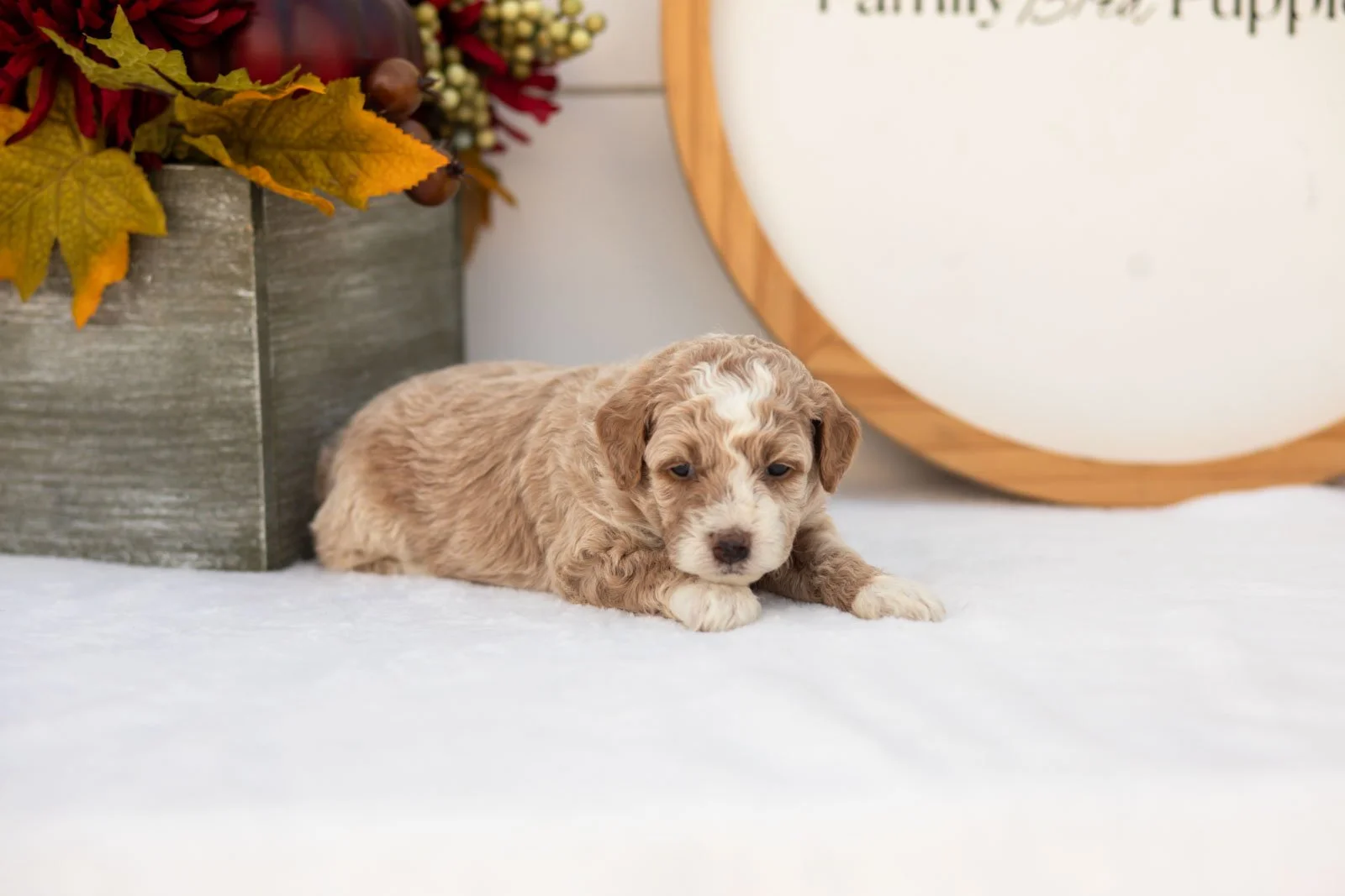 Pink Lady goldendoodle for sale(4).jpg