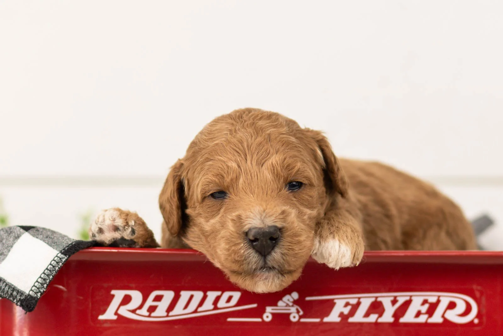 levi goldendoodle for sale(3).jpg