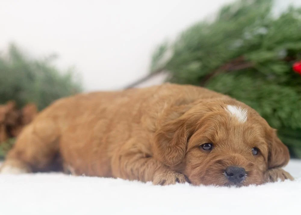 Lilac goldendoodle for sale(2).jpg