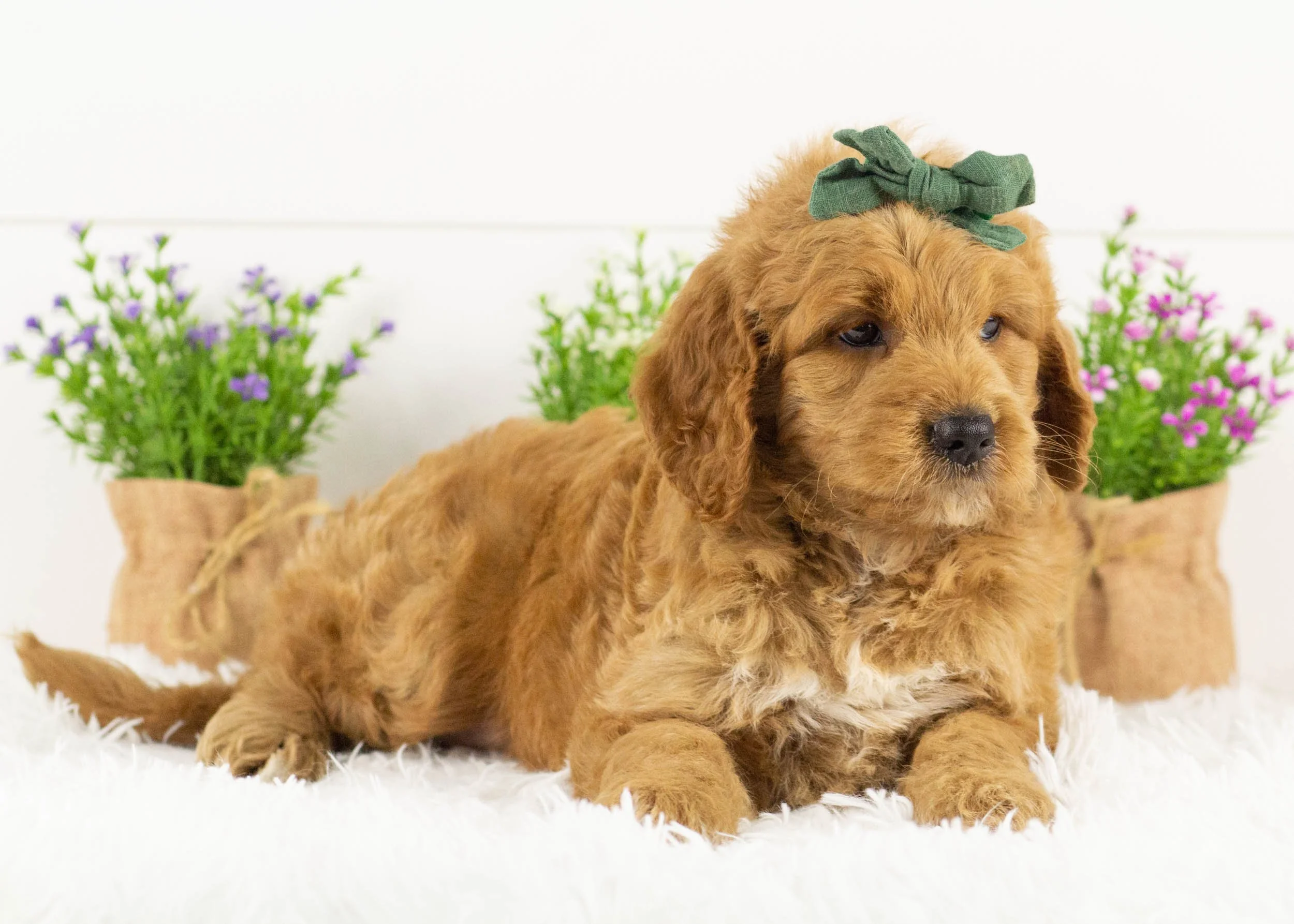 Koala goldendoodle for sale(1).jpg