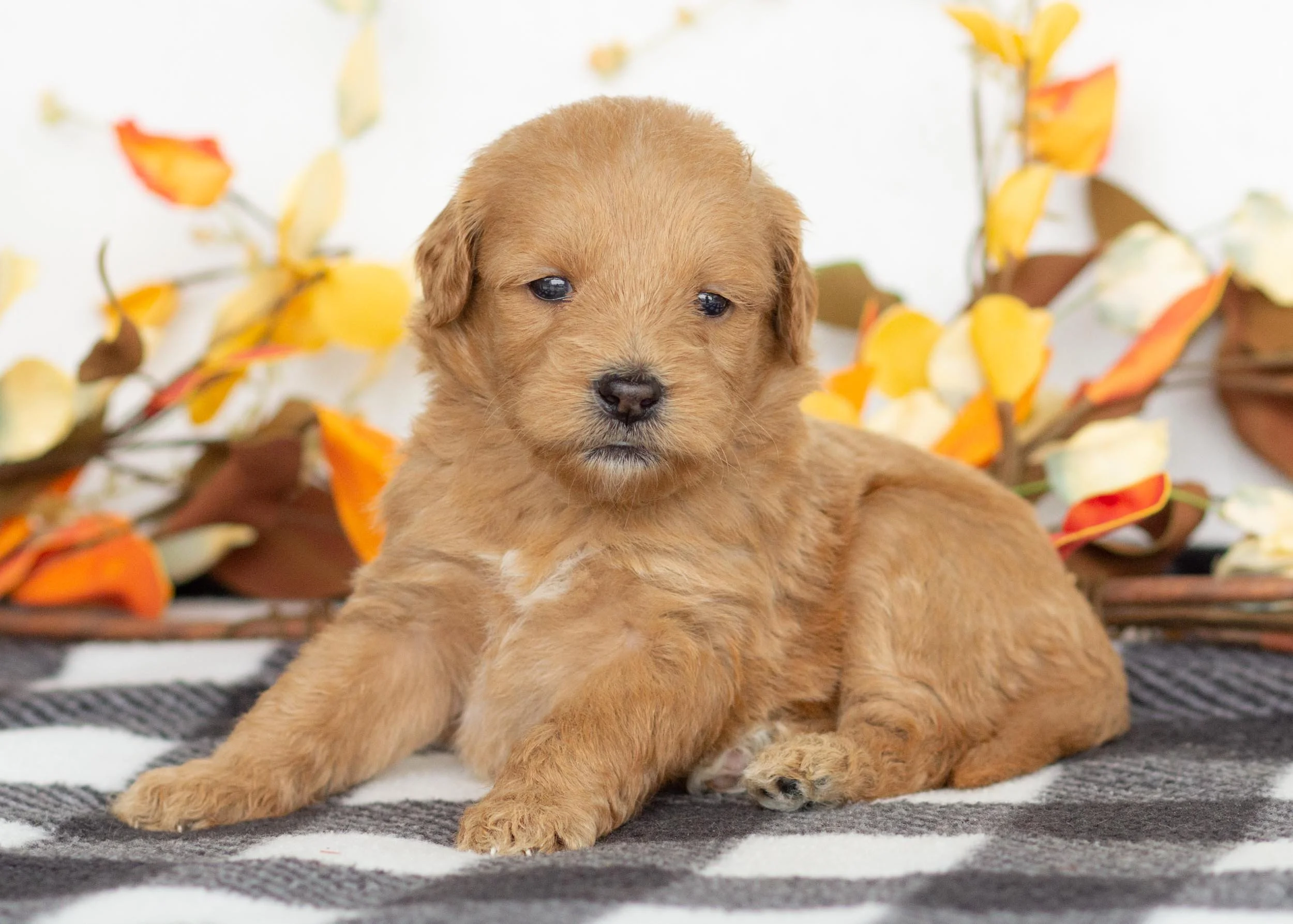 Wave goldendoodle for sale(1).jpg