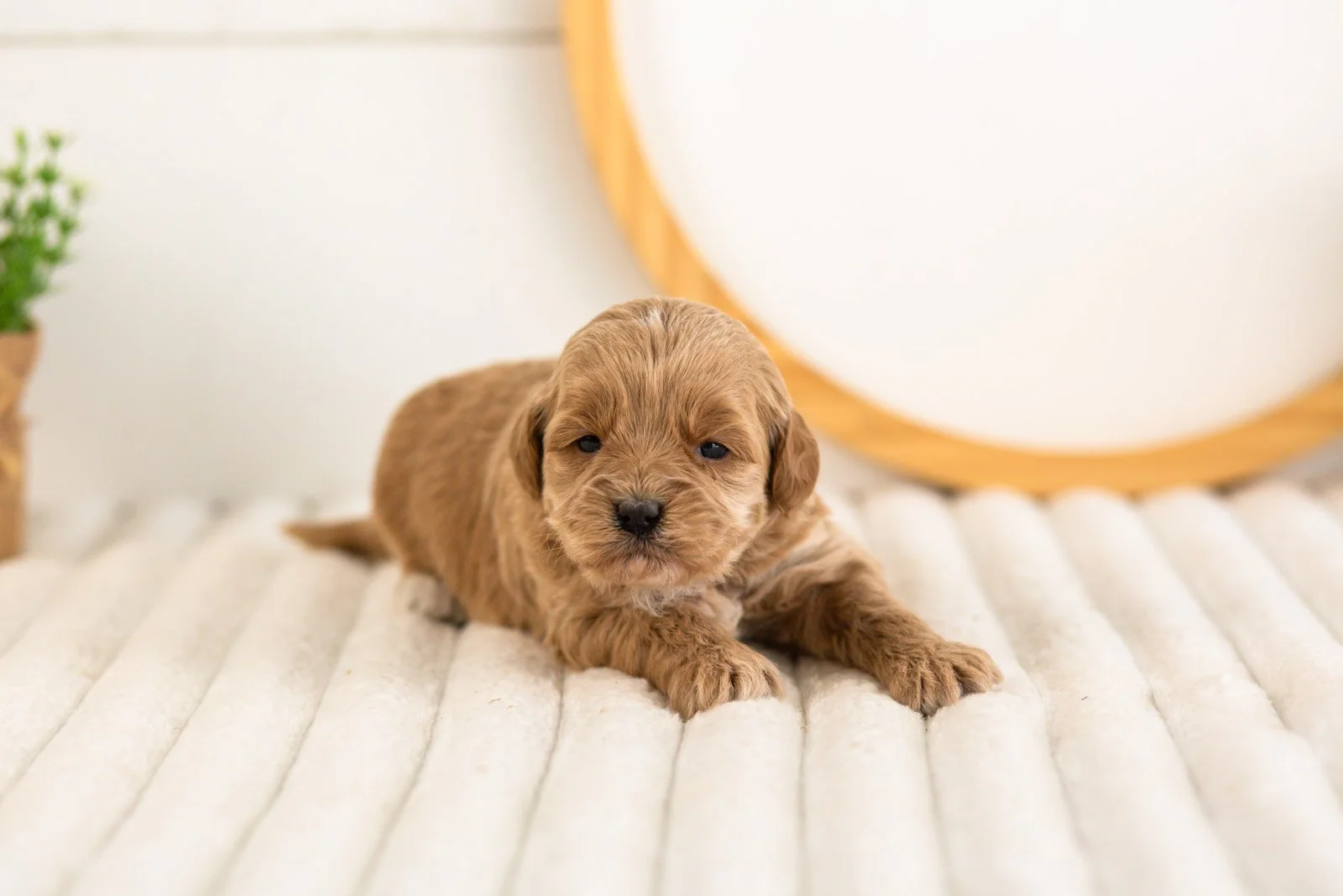 sapphire goldendoodle for sale(1).jpg