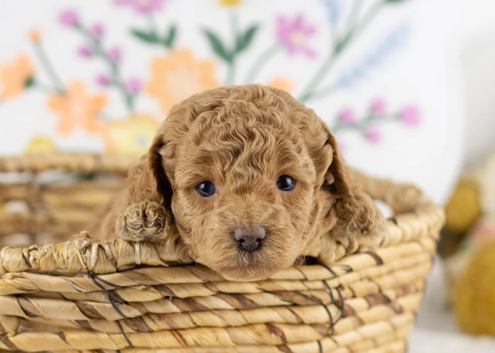 goldendoodle for sale