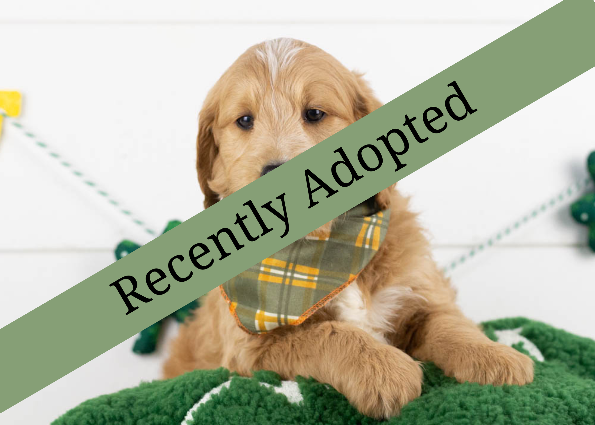 goldendoodle for sale