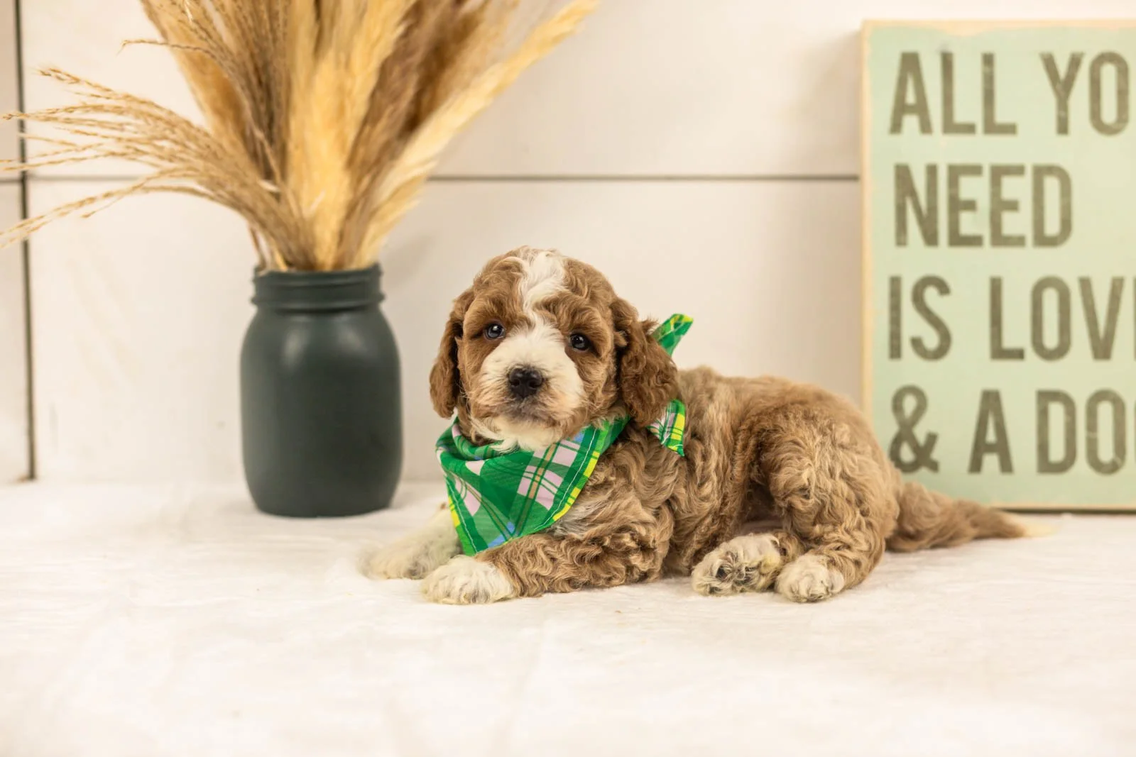 Sage goldendoodle for sale(1).jpg