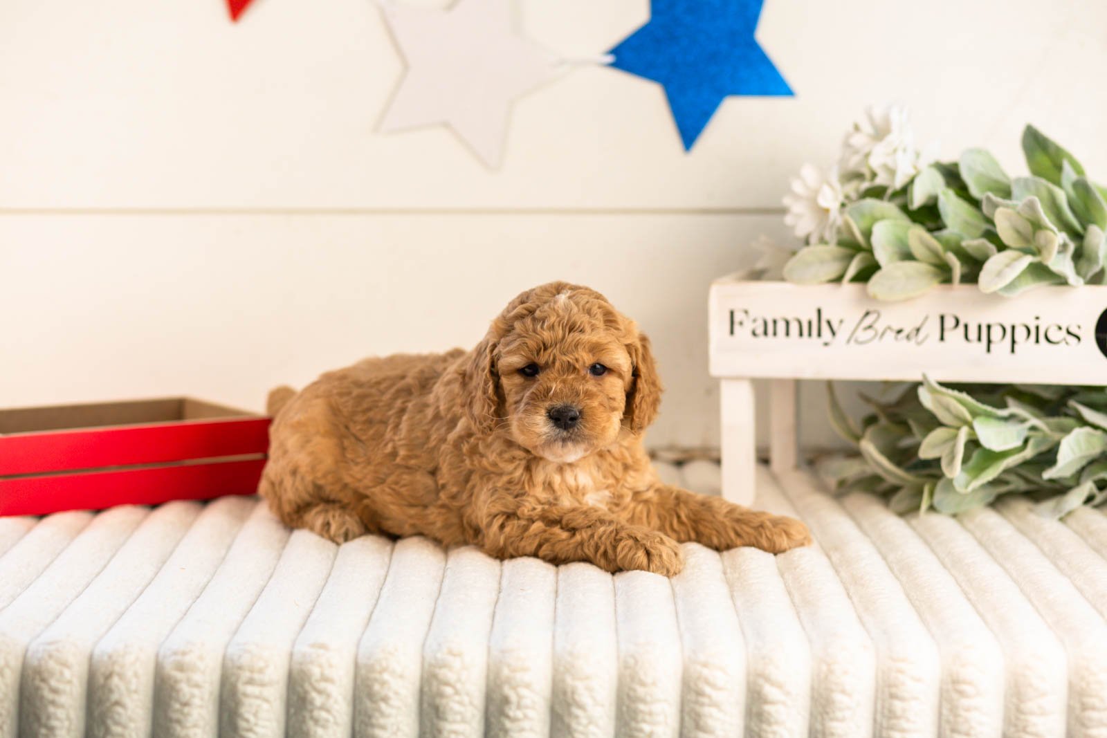 onyx goldendoodle for sale_.jpg