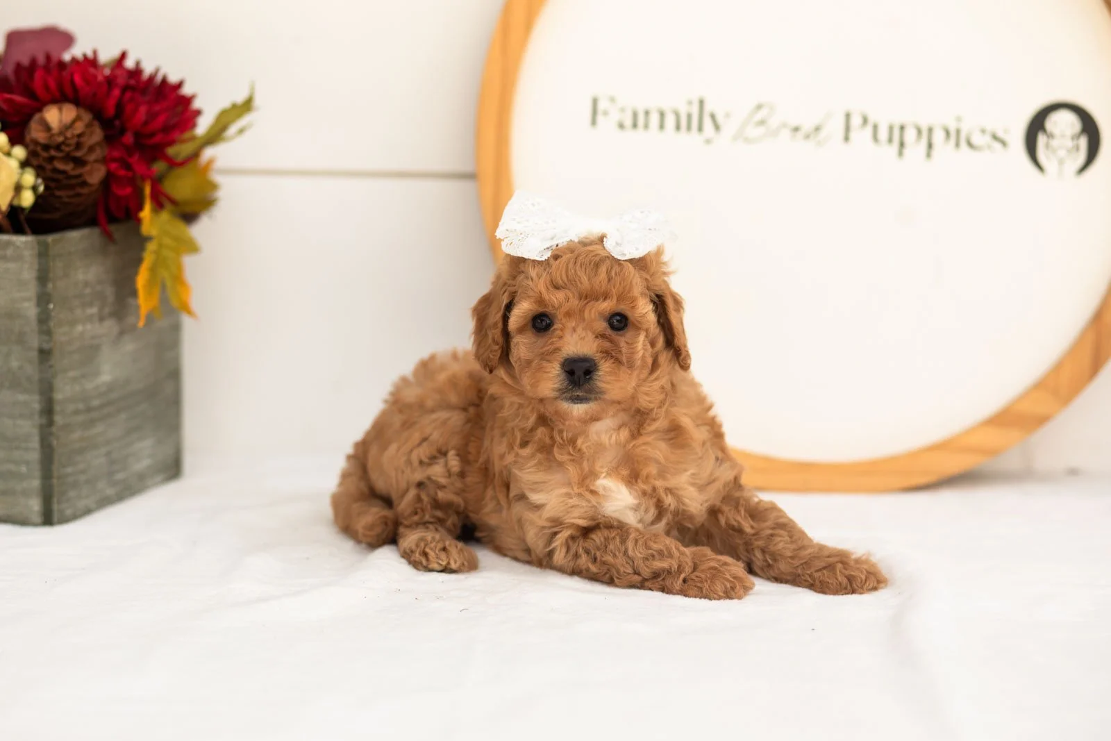 Mantis goldendoodle for sale(4).jpg