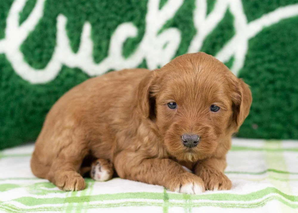 Ray goldendoodle for sale(1).jpg