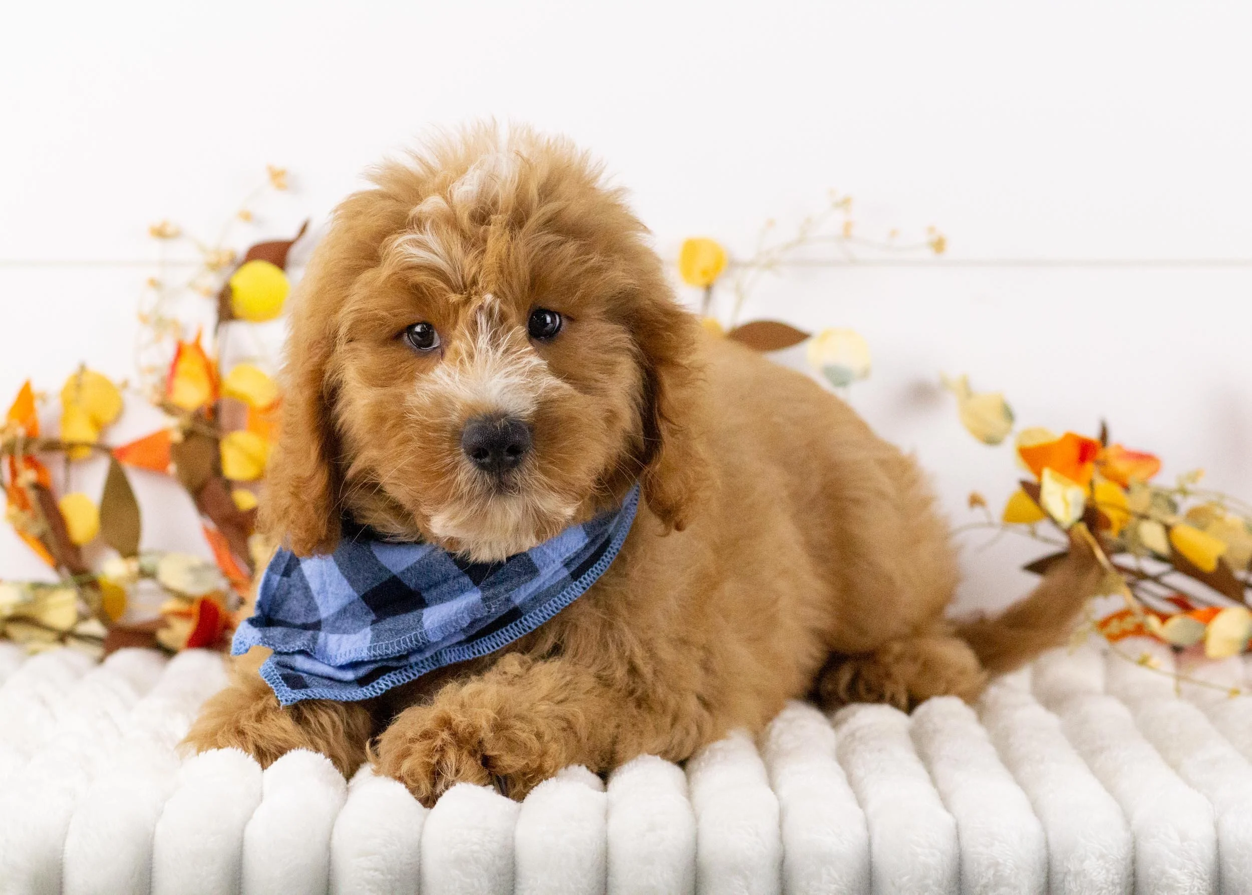 Falcon goldendoodle for sale(2).jpg