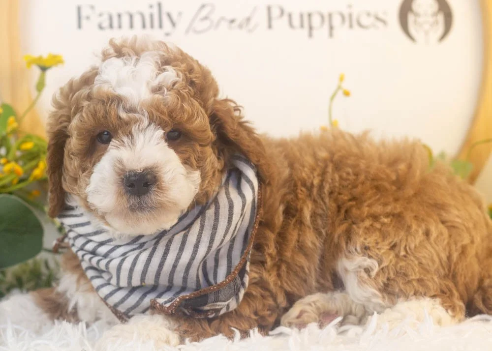 buzz goldendoodle for sale.jpg