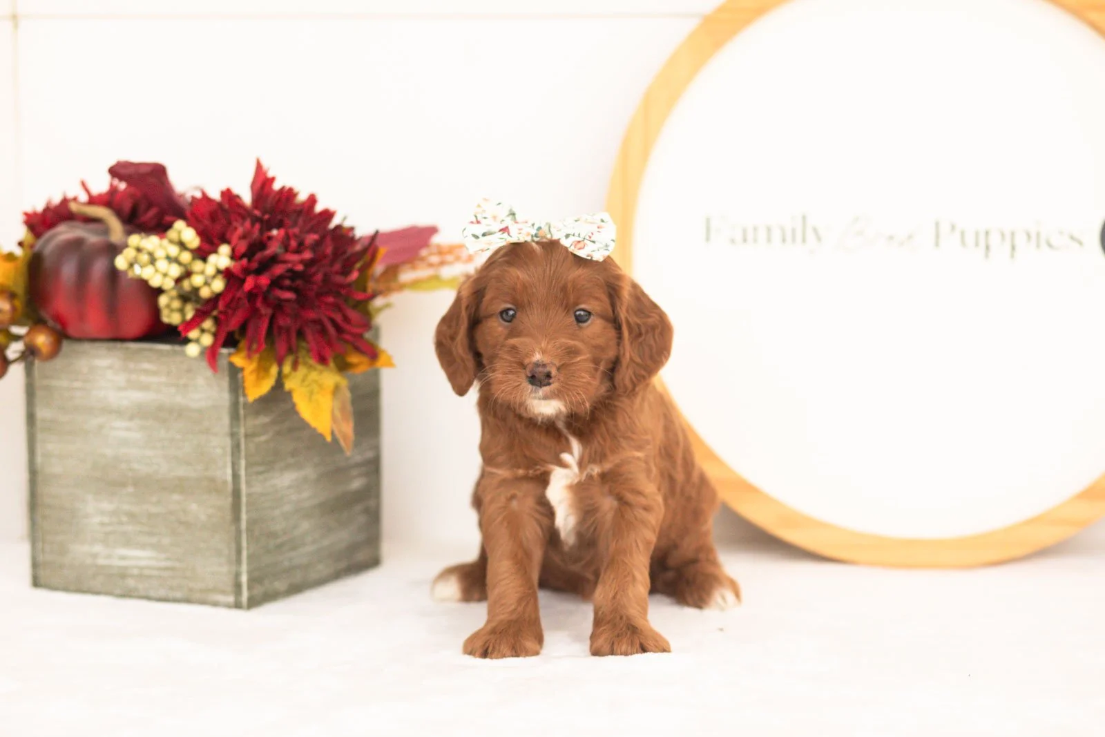 Betty goldendoodle for sale(2).jpg