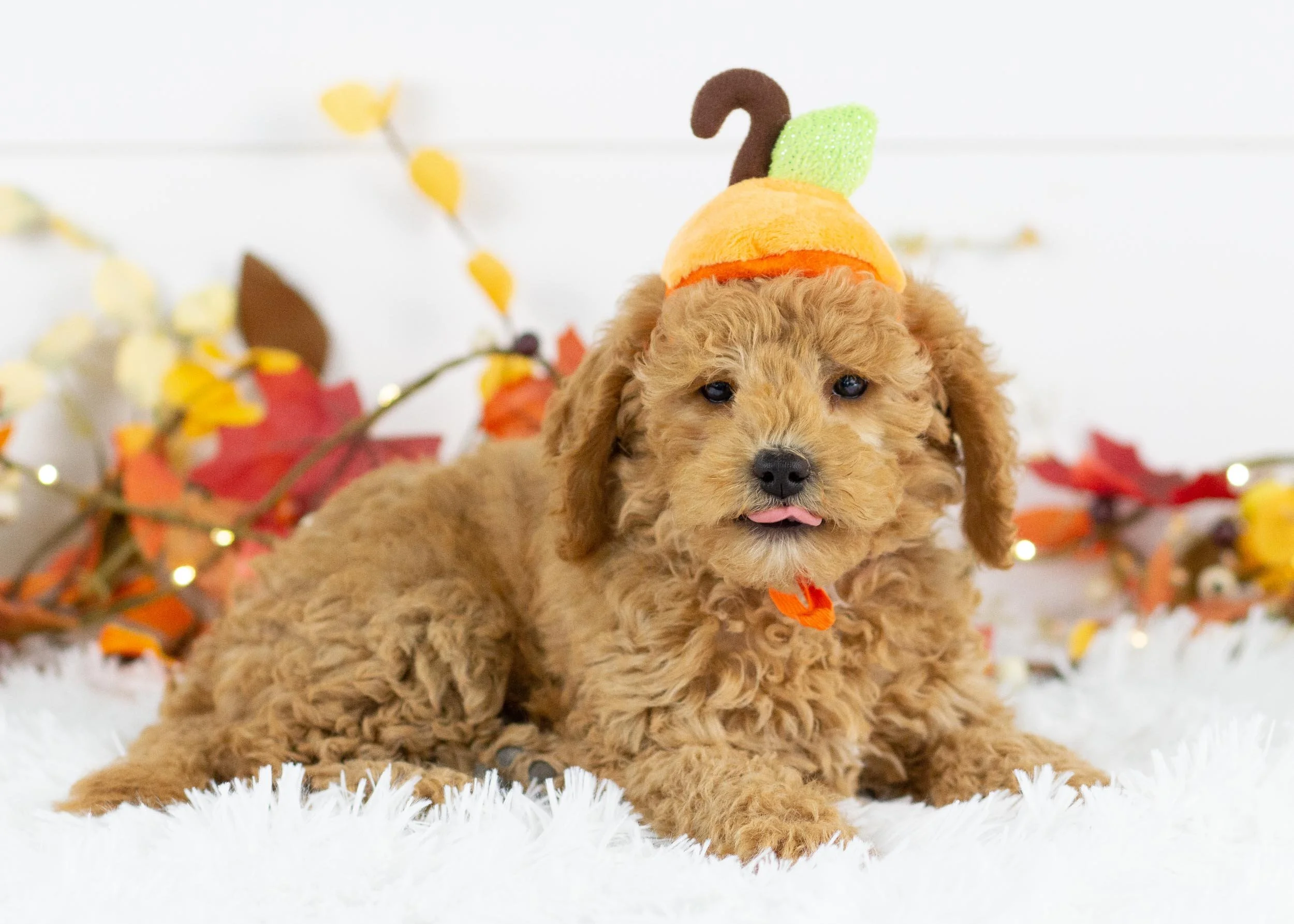 Bella goldendoodle for sale(2).jpg