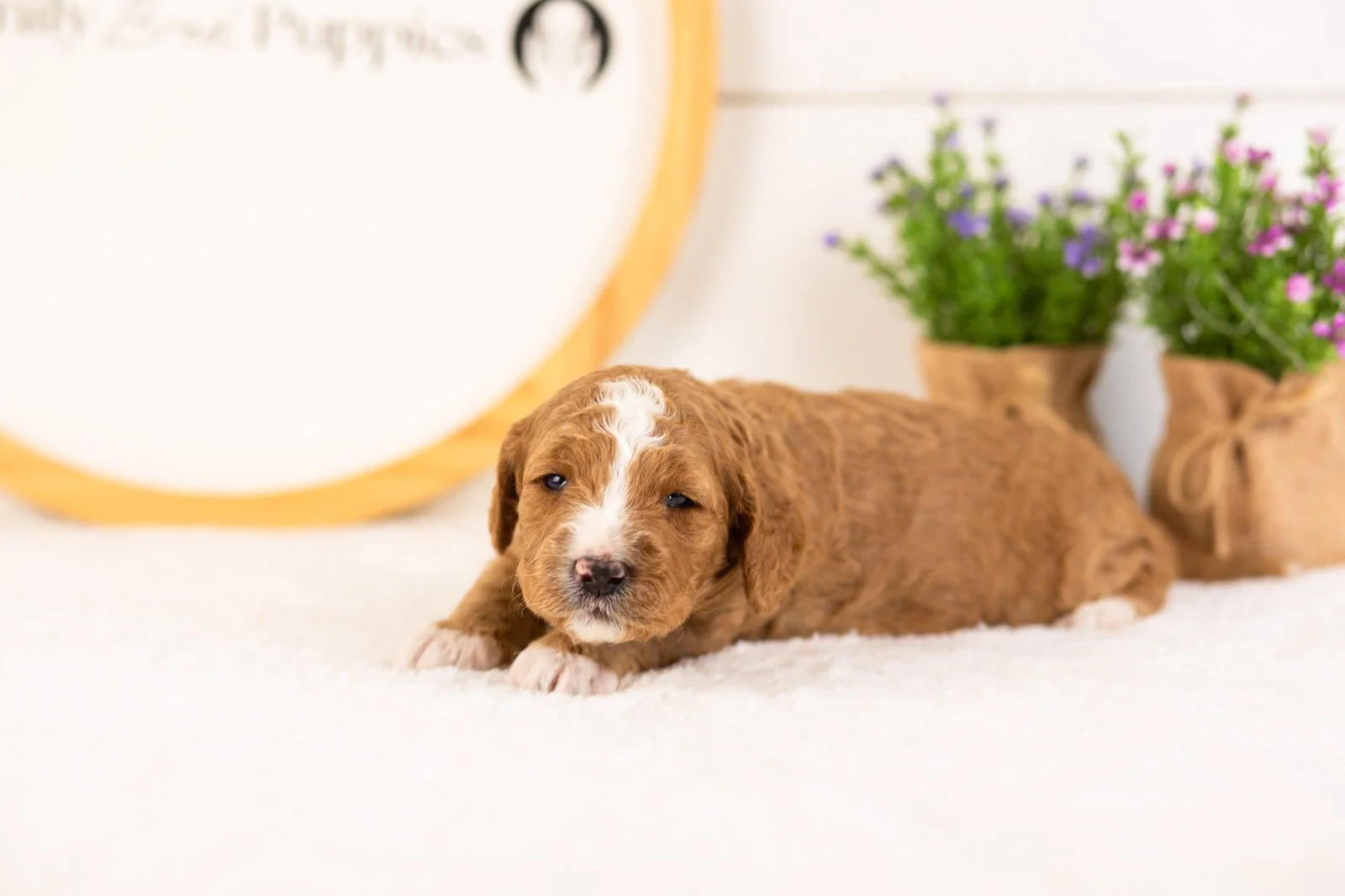 Colby goldendoodle for sale.jpg