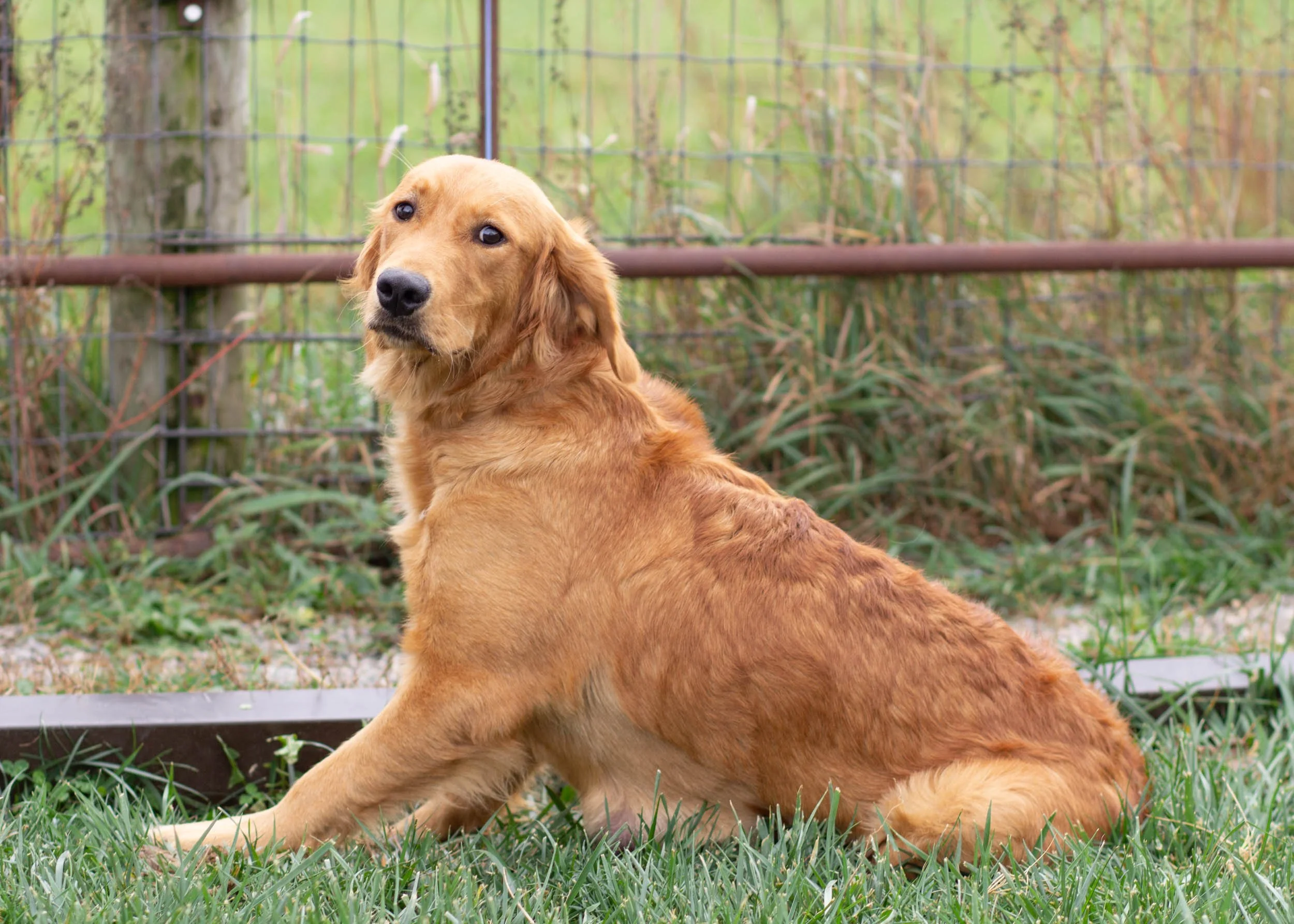 mom golden retriever