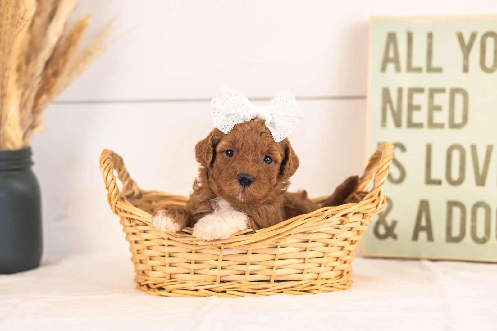 Cubs goldendoodle for sale.jpg