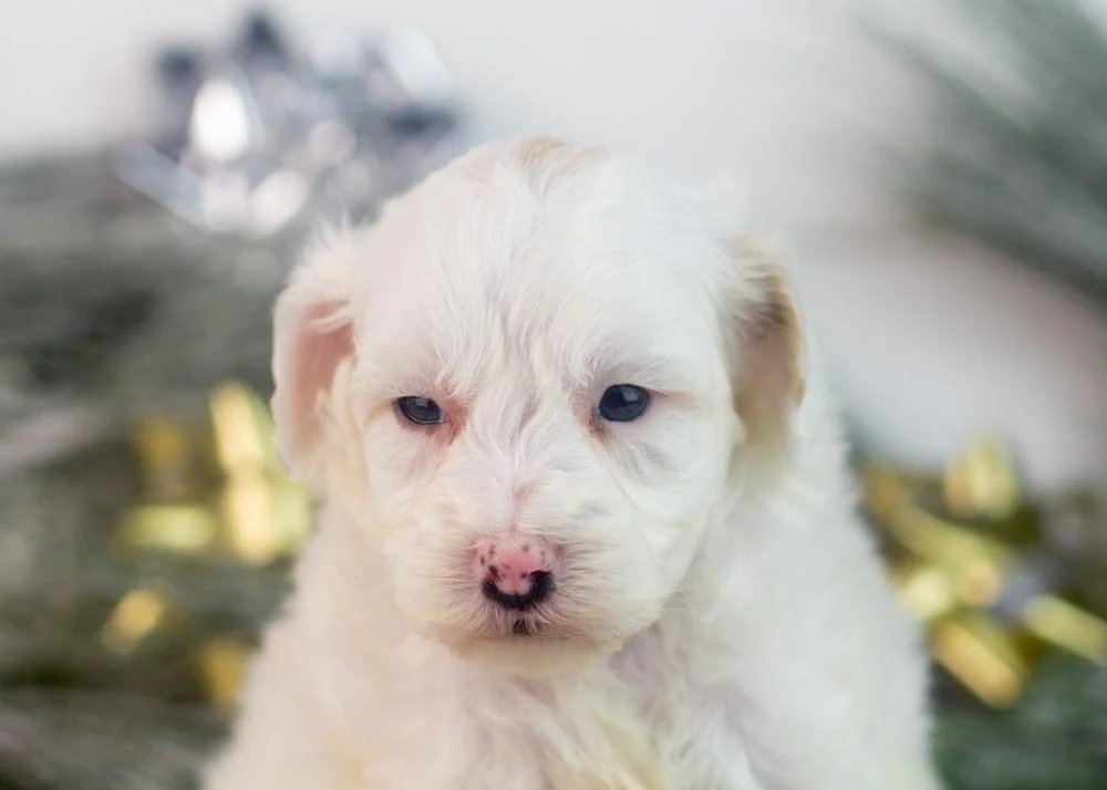 Lucky goldendoodle for sale(1).jpg