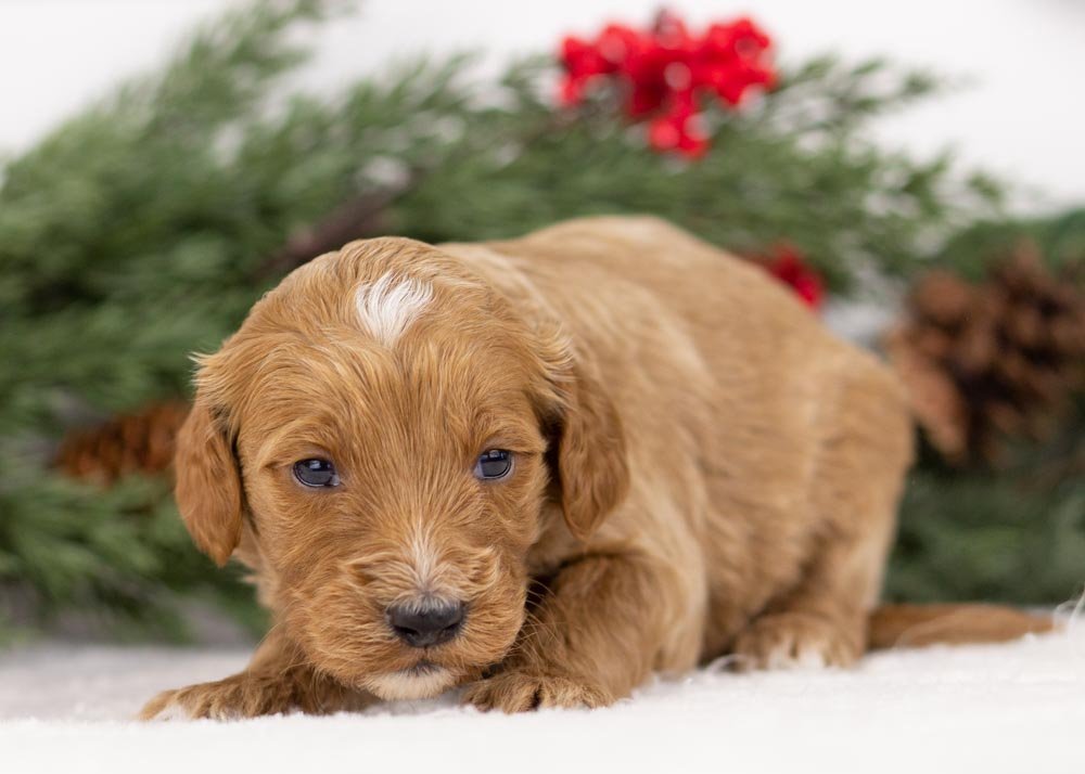Jazz goldendoodle for sale.jpg