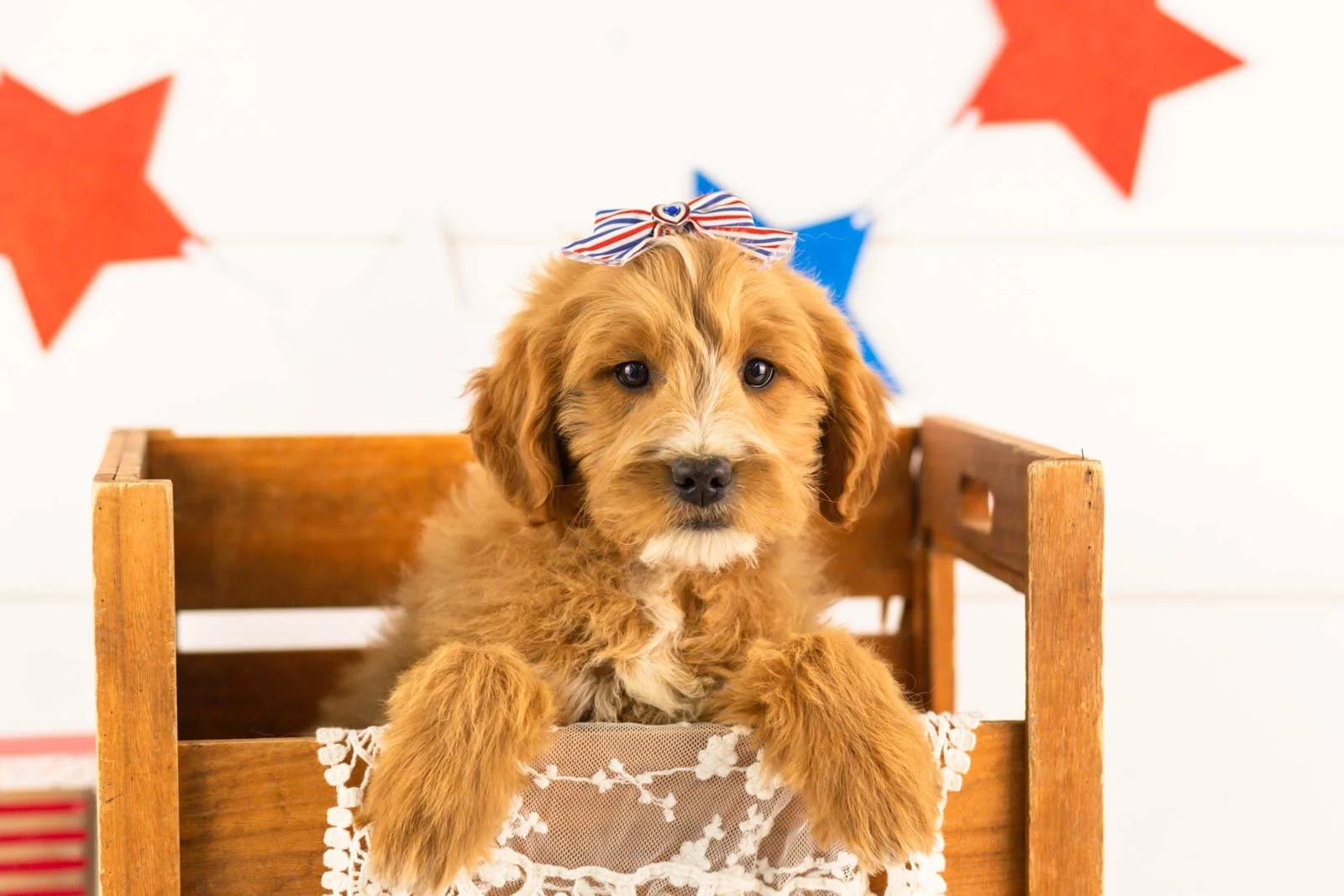 Phoebe goldendoodle for sale(3).jpg