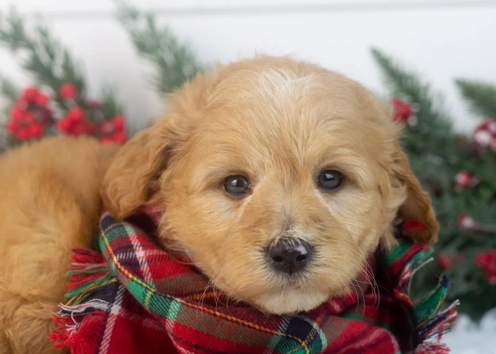 beau goldendoodle for sale(2).jpg