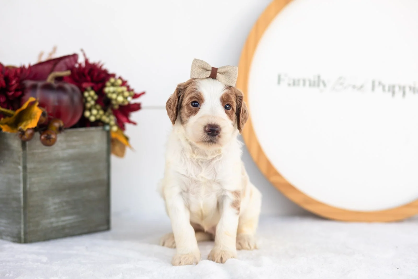 Pamir goldendoodle for sale(4).jpg