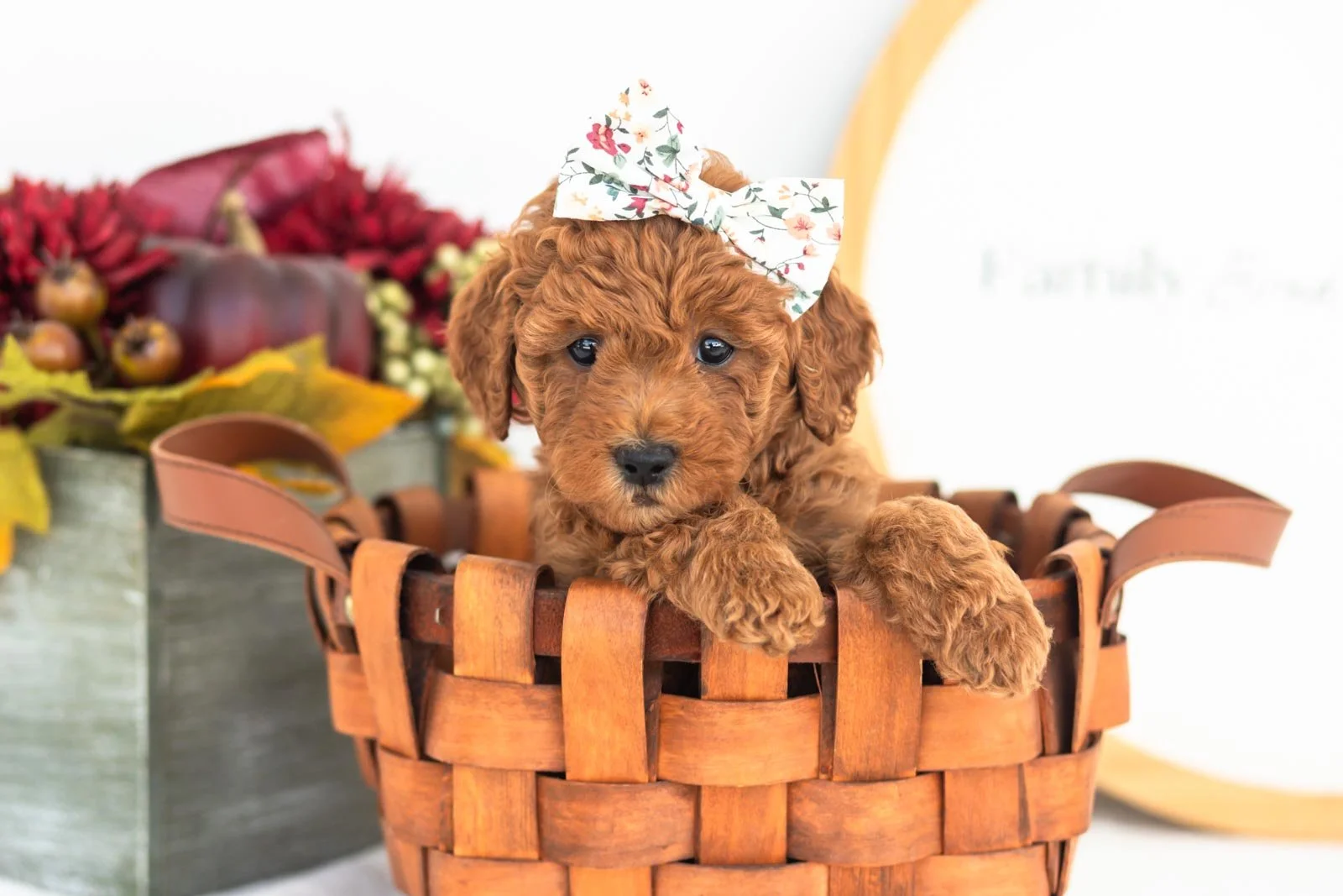 Lace goldendoodle for sale(3).jpg