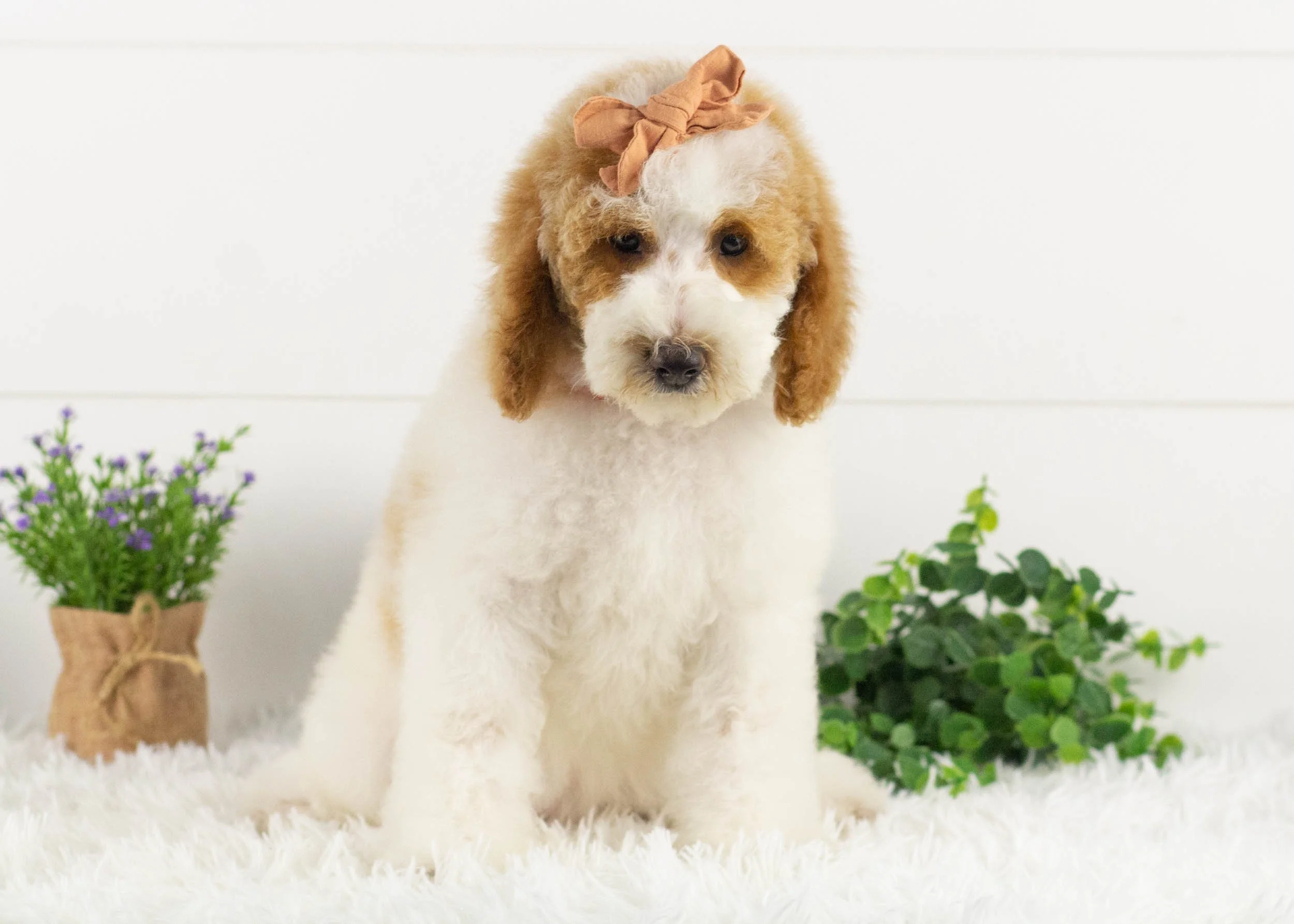 Sunkist Goldendoodle for sale..jpg