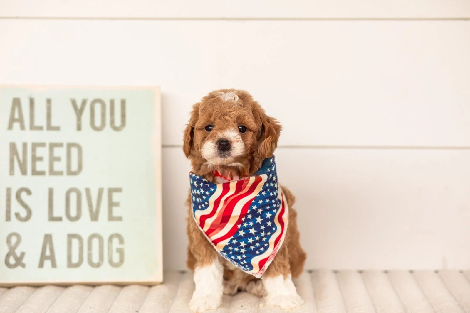 Lamar goldendoodle for sale(1).jpg